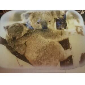 Hoyne Mirro Scene Koala Bears 12"x12" 6- Pack Glass Mirror Tiles NOS vtg 70s USA